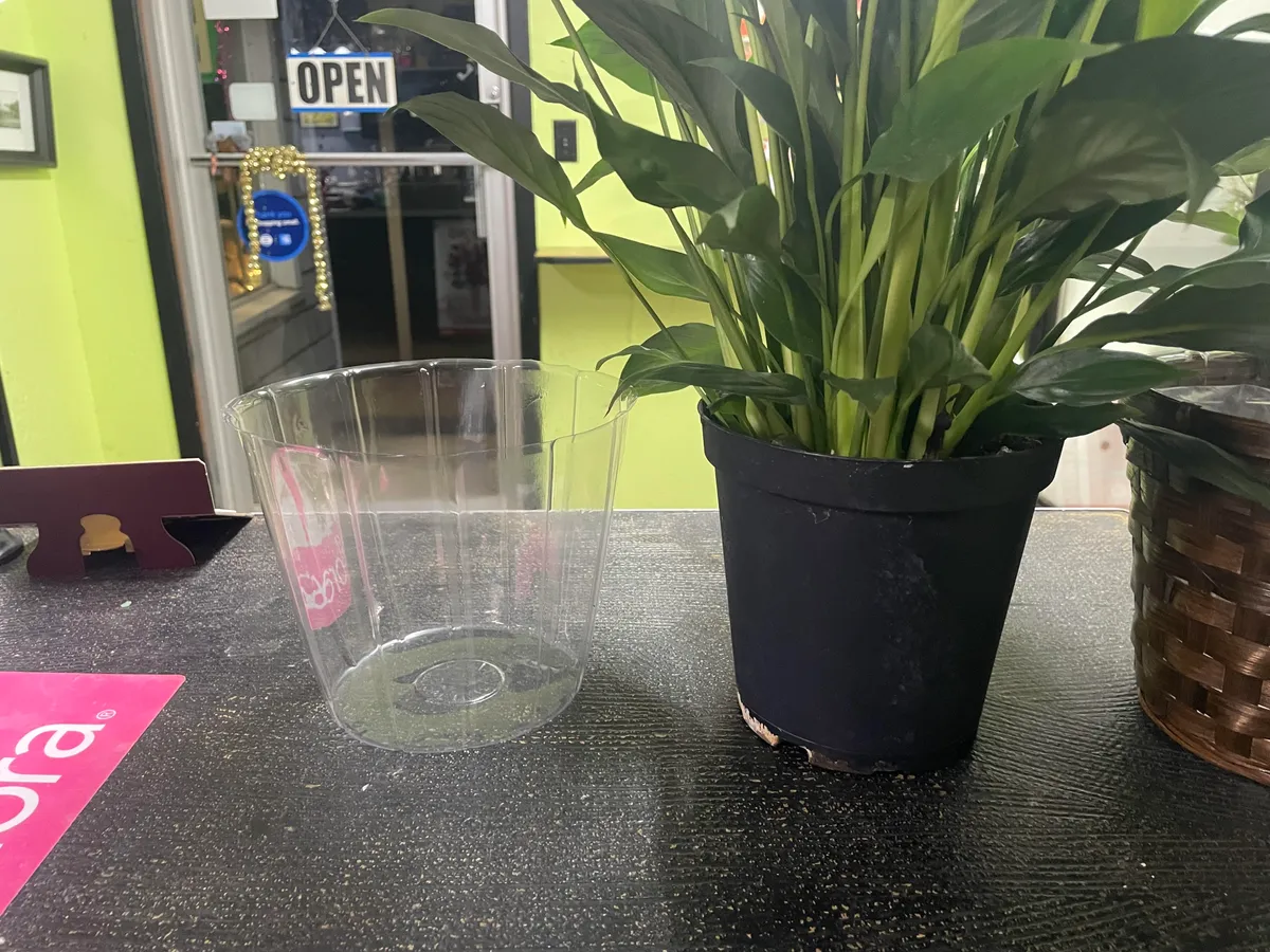 Potted peace lily plant beside a clear liner at Butler's Florist